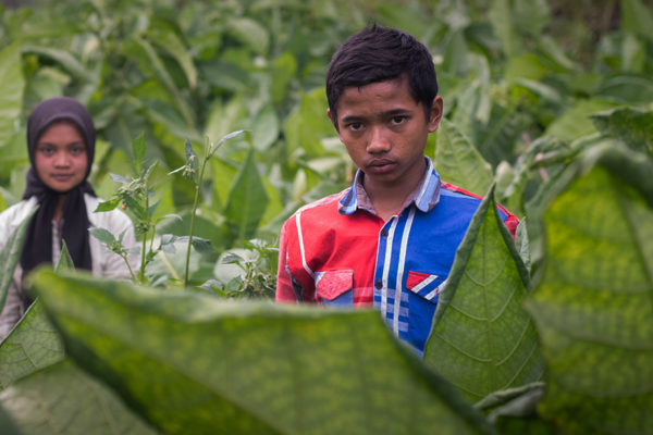 Indonesia Farmers