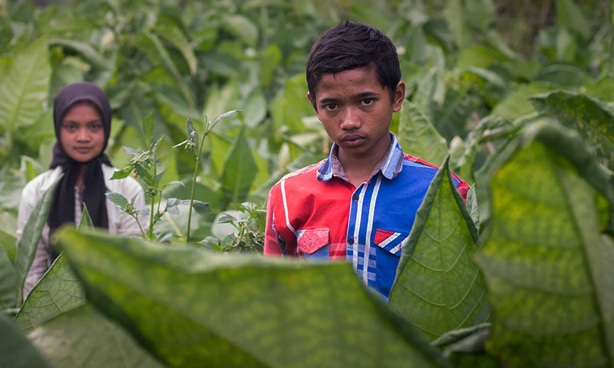 Tobacco companies influence policies that would help end child labor