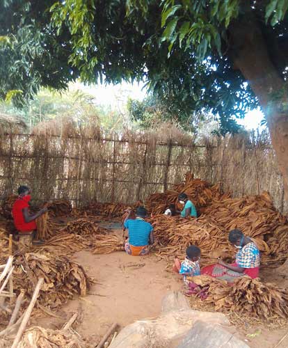 Workers in a Zambian farm sit sorting dried tobacco leaves. Two workers have small children with them.