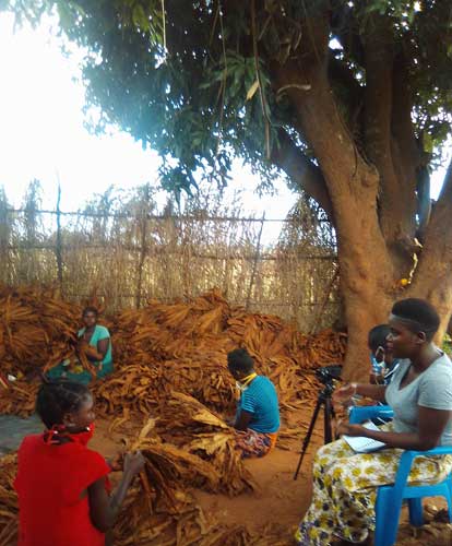 Workers in a Zambian farm sit sorting dried tobacco leaves.
