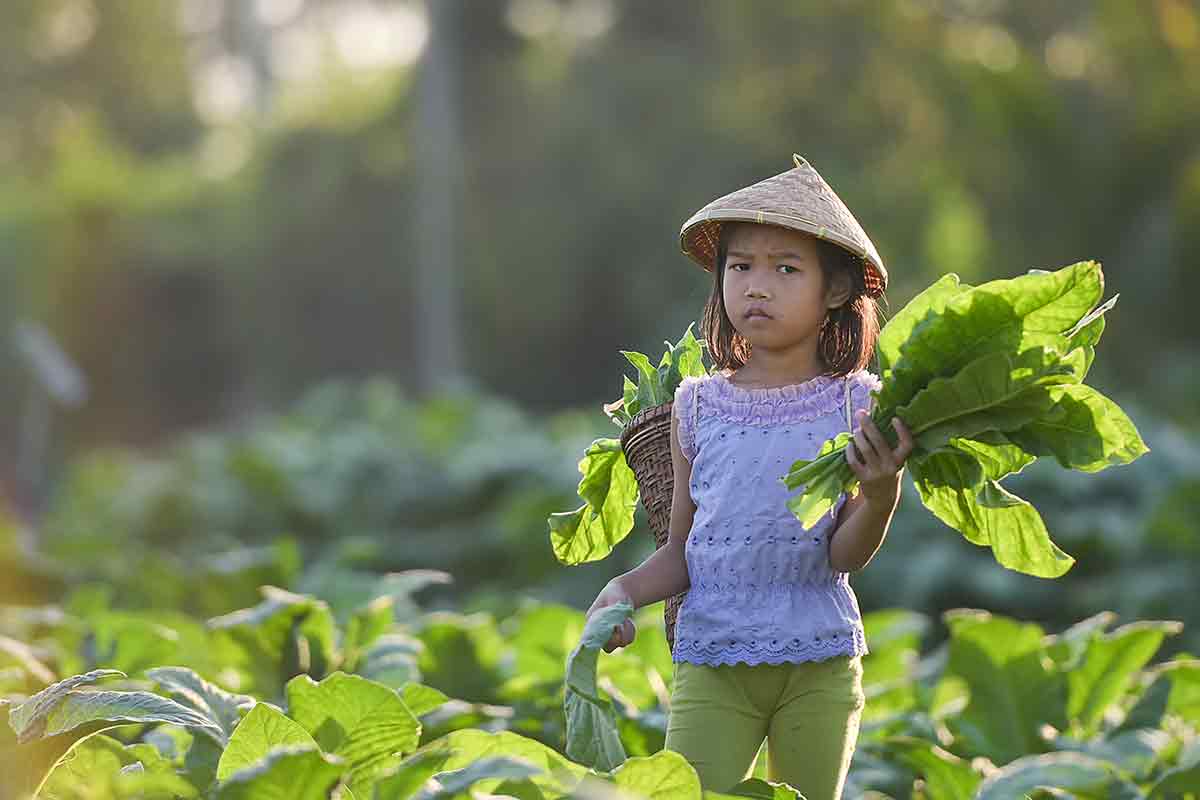 child labour in the tobacco industry is a global issue