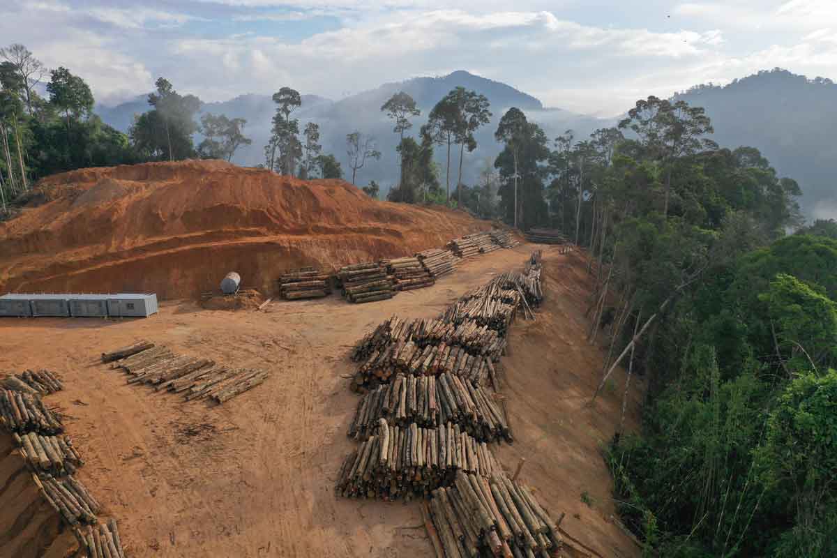 The tobacco industry hurts the environment, such as causing deforestation