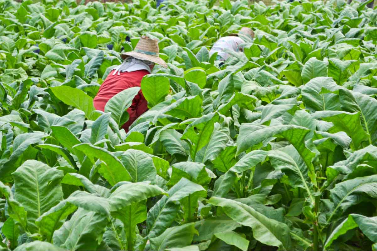 tobacco farming exploits child labor