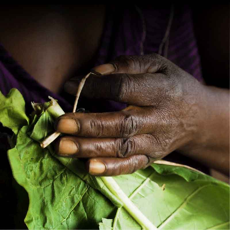 Tobacco farming yields so little return that the farmers call themselves 