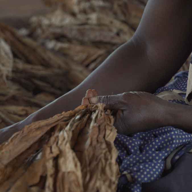 Tobacco farmers are sometimes left in debt to tobacco companies at the end of their growing season