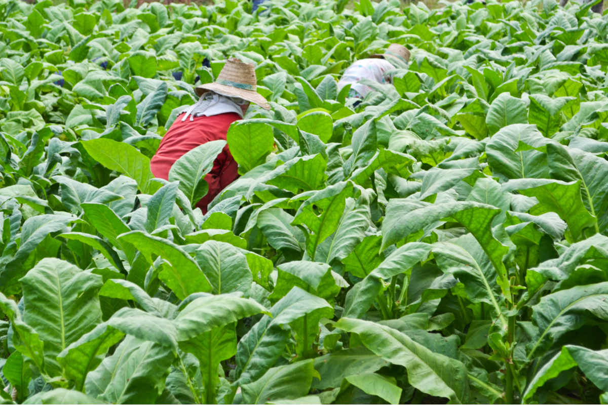 The Tobacco Industry A Hindrance to the Elimination of Child Labor