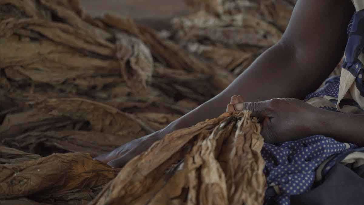 where to buy tobacco stocks 9 Global Tobacco Stocks to Watch in 2026